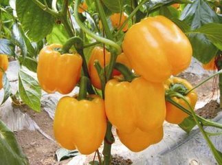 甜椒施用有机肥的技术
