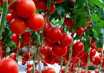 番茄定植前施用有机肥技术