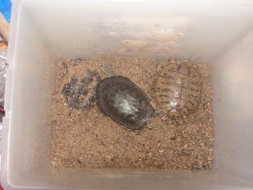 乌龟冬天该放在凉水里饲养吗?