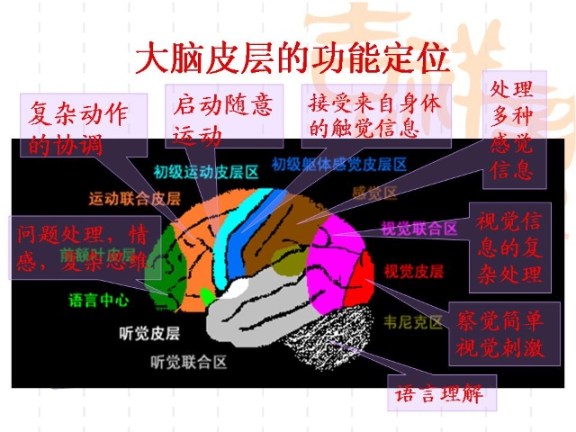 大脑分为哪些功能区