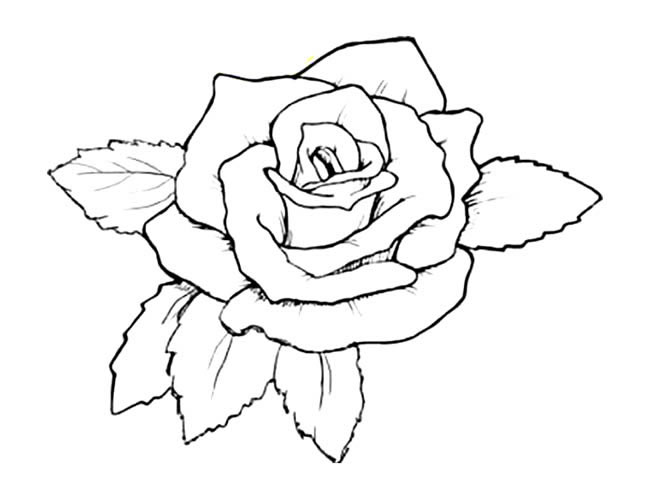 黑板报玫瑰花画法 - 我家的国庆手抄报