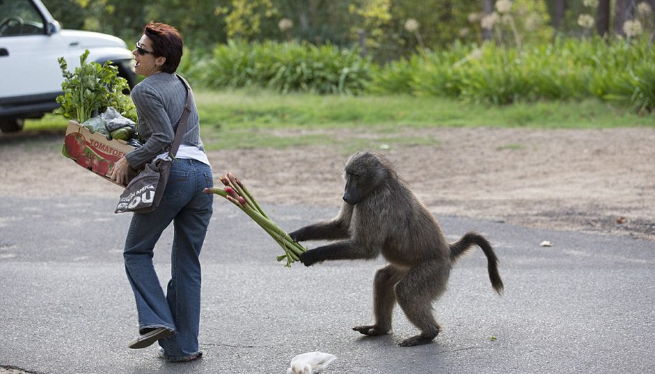 狒狒_搞笑图片吧_百度贴吧