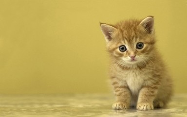 可爱猫咪萌宠动态图_可爱猫咪动态图_可爱猫-21kb