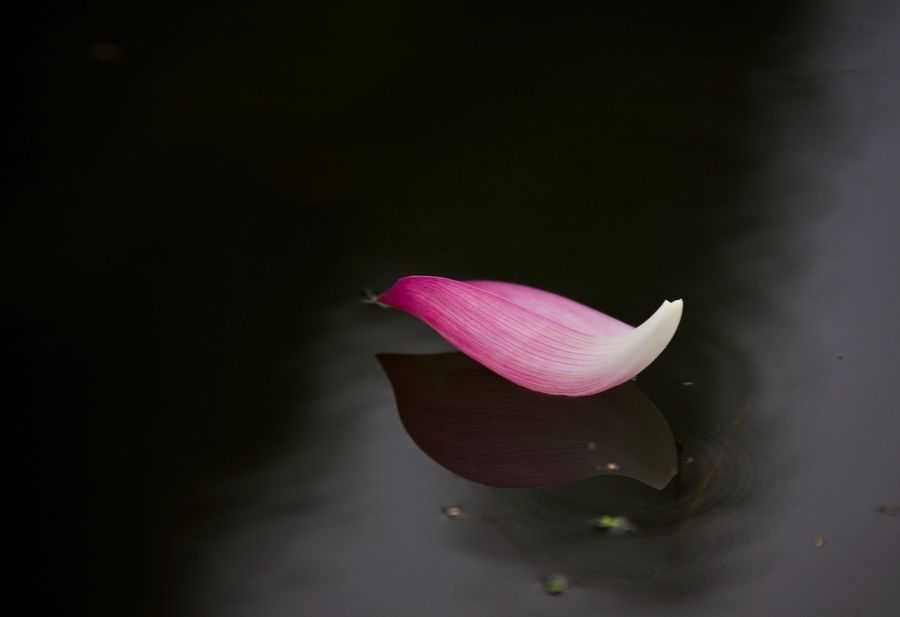 com 关 键 词:禅 禅学 佛 禅意 意境 冥思 一叶一菩提 一花一世界 一图片
