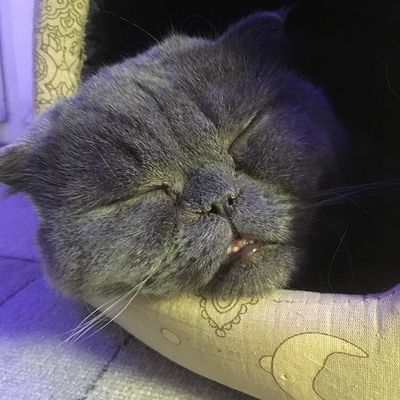 #котычелябинска #котычелябинска