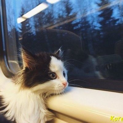 #кошкамася #кошкамася