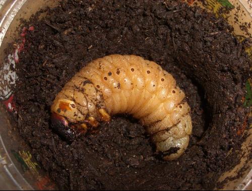 蜣螂科_蜣螂_蜣螂_西班牙蜣螂最新消息 西班牙