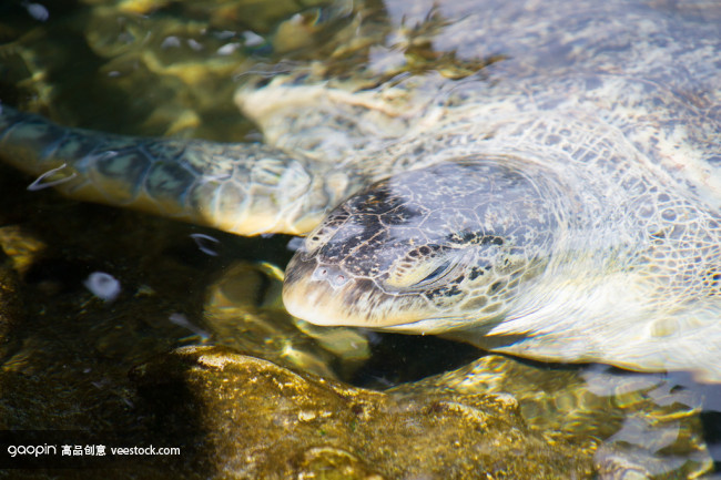 Mexican turtle Mexican turtle