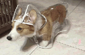 壁纸 动物 狗 狗狗 276_180 gif 动态图 动图