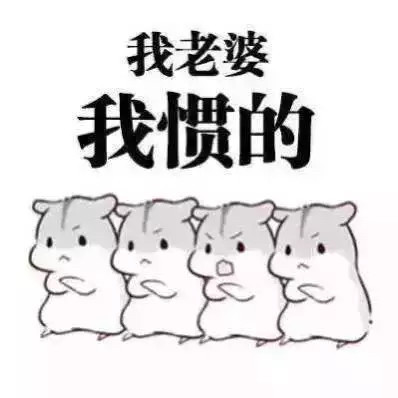 老婆我来了仓鼠表情包分享展示