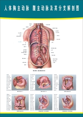 人体内脏图_人体器官解剖图_人体内脏模型_人-299kb