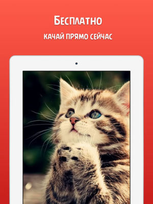 Phone скачать бесплатно在 Phone скачать бесплатно在