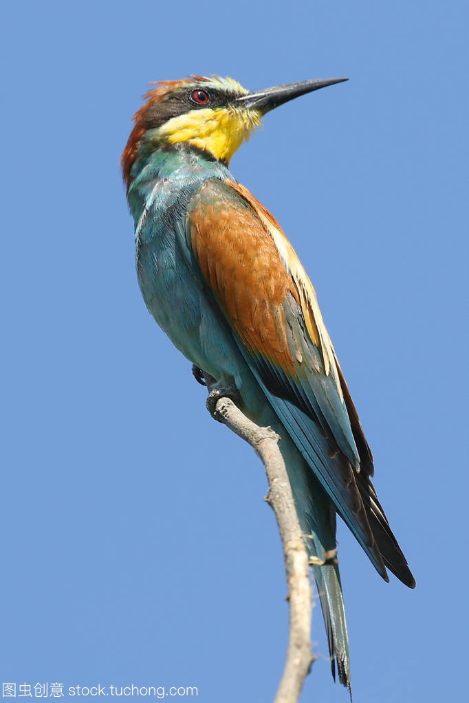 n incredibly colourful bird with an unmistakable n incredibly colourful bird with an unmistakable