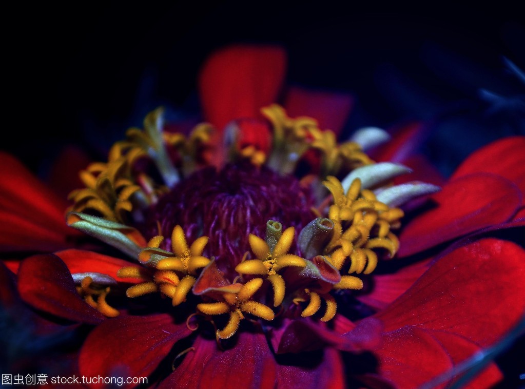 Венок из лета. flowers zinnia Венок из лета. flowers zinnia