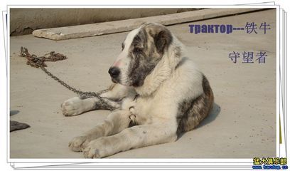 出售爱犬 трактор铁牛 明码 高加索 出售爱犬 трактор铁牛 明码 高加索