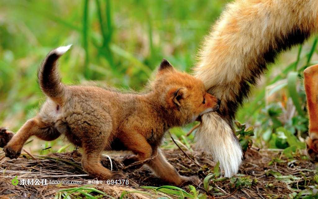 狐狸尾巴素材,动漫狐狸尾巴如何绘画,带着狐狸尾巴