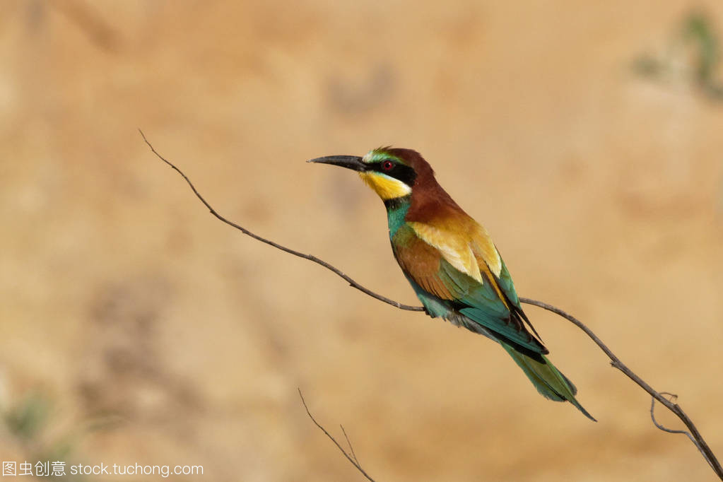 n incredibly colourful bird with an unmistakable n incredibly colourful bird with an unmistakable